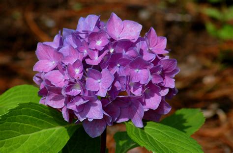 Changing Hydrangea Colors on a Rhapsody Blue