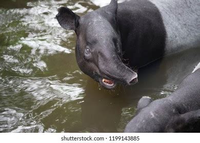 212 Swimming Tapir Images, Stock Photos & Vectors | Shutterstock