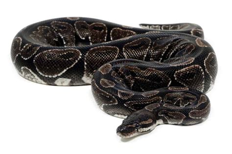 Ball Python Morphs: Discover The 50+ Types Of Ball Python Breeds - IMP WORLD