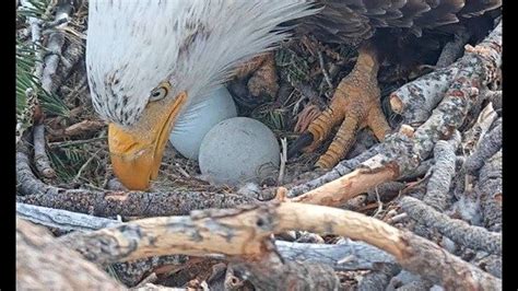 Watch: Bald eagle lays second egg at Big Bear nest in Southern California | cbs8.com