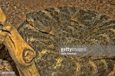 Tiger Rattlesnake High-Res Stock Photo - Getty Images