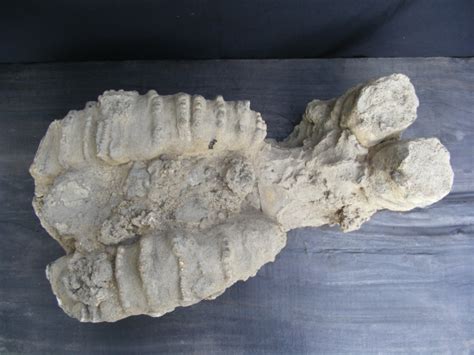 Dinosaur Size !! COMPLETE STEGODON SKULL Fossil Fossils For Sale | Antiques.com | Classifieds