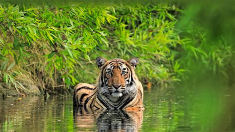 4K Bengal Tiger Wallpapers | Background Images