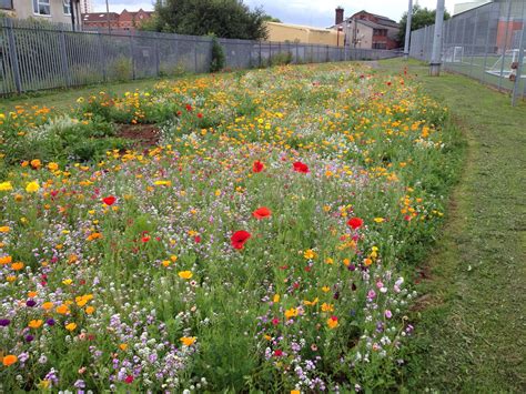 What about a wildflower meadow, like the Urban Pollinators project is creating in cities across ...