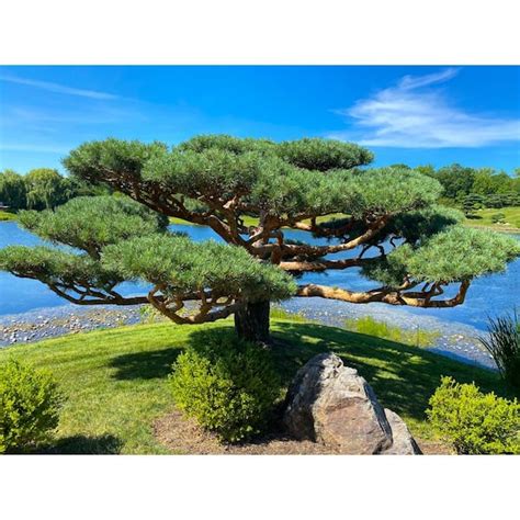 Online Orchards 1 Gal. Japanese Black Pine Tree with Striking Irregular Form and Dark Green ...