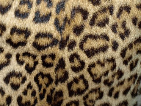 Leopard Print Wallpapers High Quality | Download Free