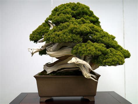 Free photo: Chinese juniper bonsai - Aesthetics, Pot, Live - Free Download - Jooinn