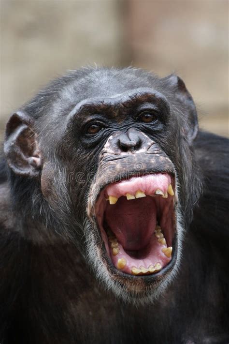 Chimpanzee. Angry chimpanzee screaming and showing teeth , #affiliate, #chimpanzee, #Angry, # ...