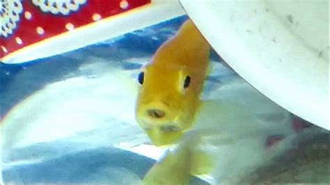 Yellow Lab Cichlid Fry.