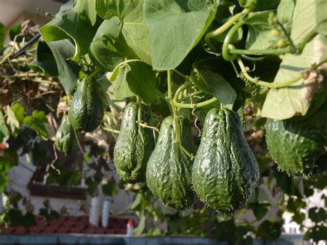 What Are Chayotes - How To Grow Chayote Squash