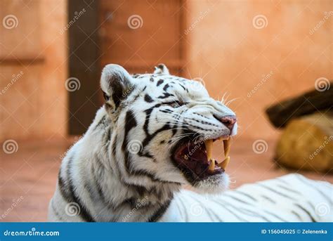 White Bengal tiger roaring stock image. Image of white - 156045025