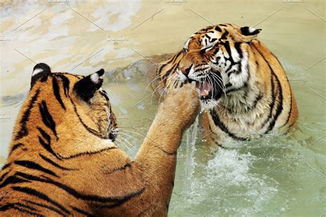 Tiger fighting | High-Quality Animal Stock Photos ~ Creative Market