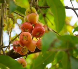 How to Grow Cashew Trees | Cashew Tree Care Tips – Belo Garden