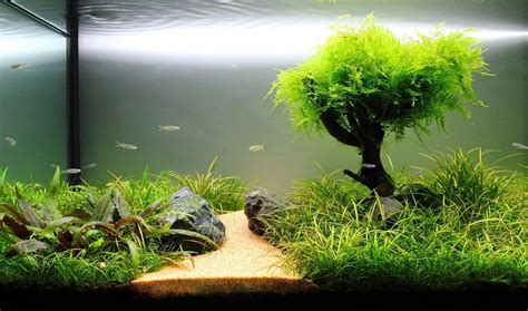 Best Lighting for Freshwater Aquarium Plants