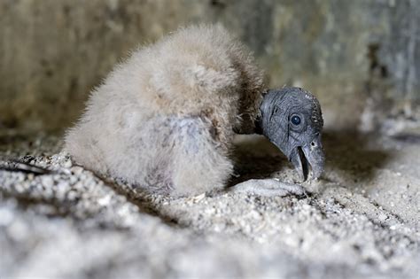 Welcome, Andean Condor Chick! - National Aviary