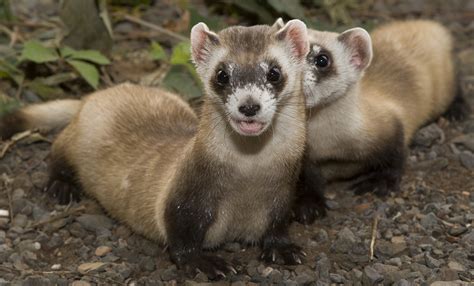 What Do Black-footed Ferrets Sound Like? And Other Ferret Questions Answered | Smithsonian's ...