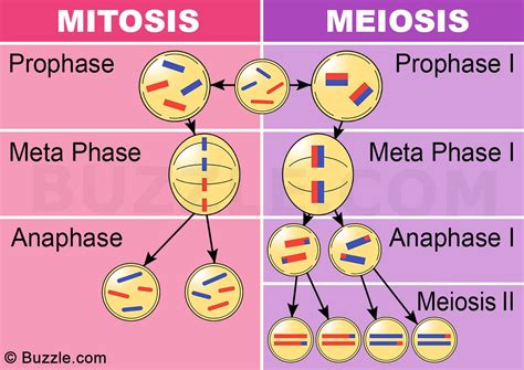 Difference Between Mitosis and Meiosis | Mitosis, Meiosis, Biology review