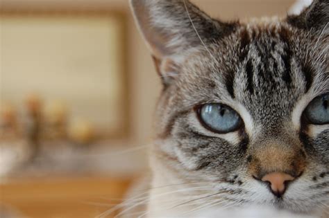 Cat Blue Eyes Lynx Point Siamese · Free photo on Pixabay