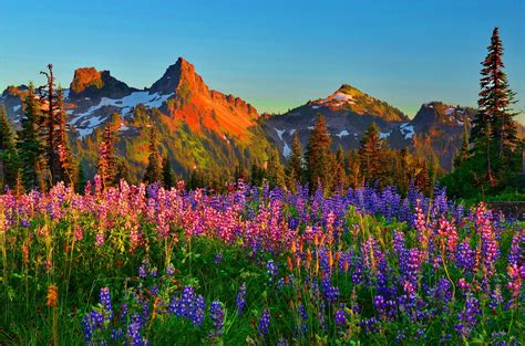 Summer Wildflowers Wallpaper - WallpaperSafari