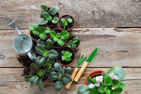 How To Propagate African Violets From Leaf Cuttings, Seed And Division