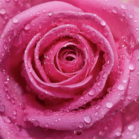 Pink Rose Petals With Raindrops by Kim Haddon Photography