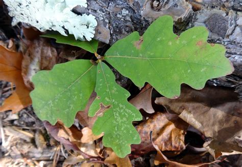 The Mathematical Tourist: Oak Leaves