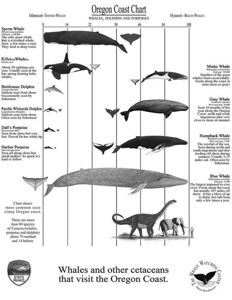 Blue Whale Size Comparison To Whale Shark