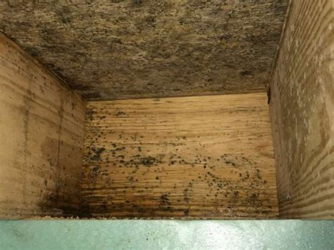 Mold In Crawl Space | Identification, Prevention & Removal Strategies - Environix