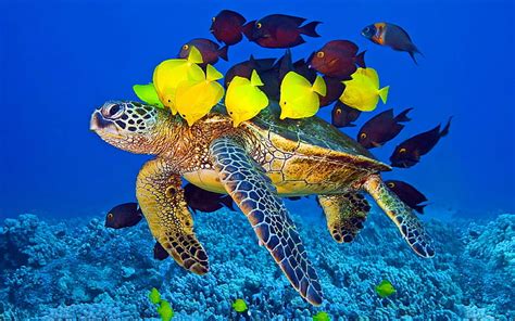 Sea Turtle And Fish Wallpaper Hd For Laptop Mobile Phone, HD wallpaper | Wallpaperbetter