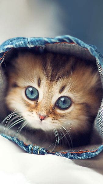 Cute Baby Cat Wallpaper