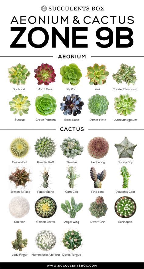 Choosing Succulents for Zone 9 CALIFORNIA, FLORIDA & ARIZONA - Succulents Box