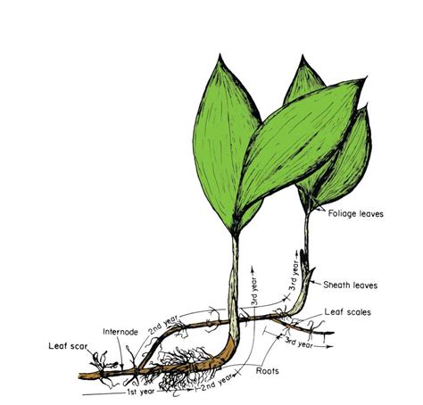 Other Geophytes, Rhizomes