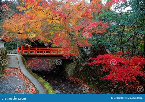 Scenery of Autumn Foliage with View of a Red Bridge Over a Stream in a Beautiful Japanese Garden ...