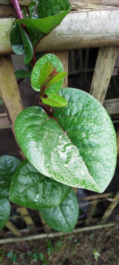 Very Good Red Binahong Leaves Stock Photo - Image of petal, fruit: 228357064