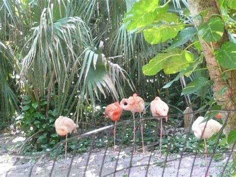 Florida Suncoast Birding: Flamingos - Everglades Wonder Gardens