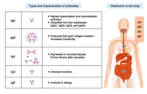 Types of antibodies – ELISA Tests