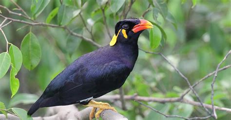 8 Makanan Burung Beo Bernutrisi yang Bisa Bikin Sehat | PintarPet