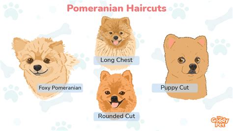 Pomeranian Teddy Bear Haircut Styles