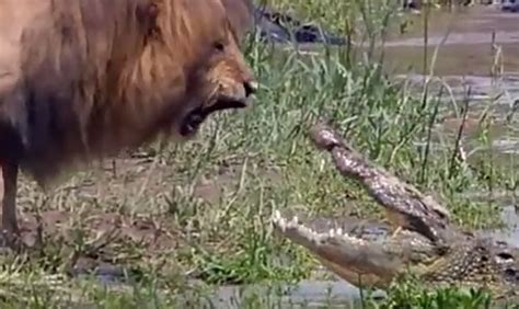 Lion Vs Crocodile