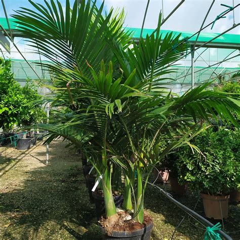 King Palm - Nature Nursery - Central India's Biggest Nursery in Indore