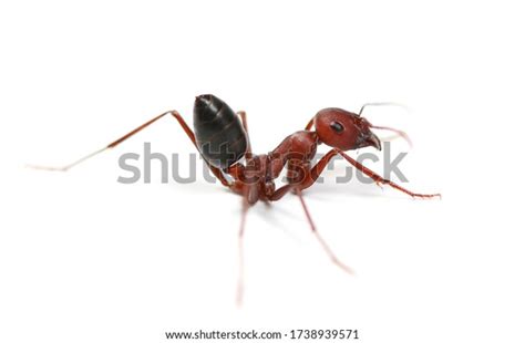 122 Sahara Desert Ant Images, Stock Photos & Vectors | Shutterstock