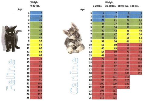 Cat Weight Chart Kg Your British Shorthair’s Ideal Weight