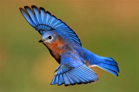 Image result for blue bird | Bird pictures, Blue bird, Halloween images