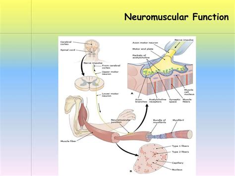 PPT - Neuromuscular Function PowerPoint Presentation, free download ...