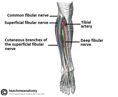 The Deep Fibular Nerve - Course - Motor - Sensory - TeachMeAnatomy