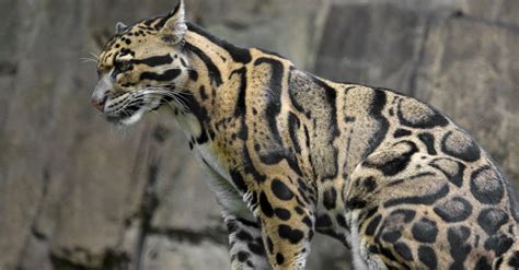 Ocelot vs Clouded Leopard: What are the Differences?