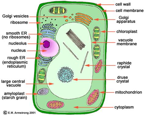 STRUCTURE AND FUNCTION vacuole