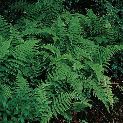 Hay-Scented Fern (Dennstaedtia punctilobula) | K. van Bourgondien