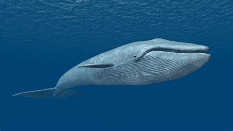 Blue Whale Facts, History, Useful Information and Amazing Pictures