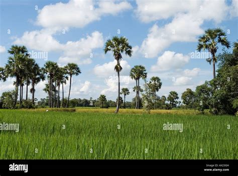 Landscape with rice field and palm trees, Takeo Province, Cambodia ...